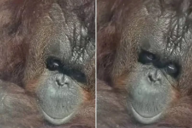 Snimak Orangutana Iz Zoološkog Vrta Slama Srca: “On Ne Pripada Zatvoru ...